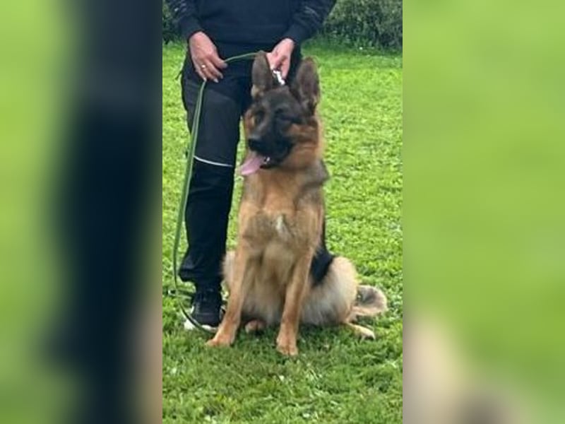 12 Monate alte Schäferhundhündin