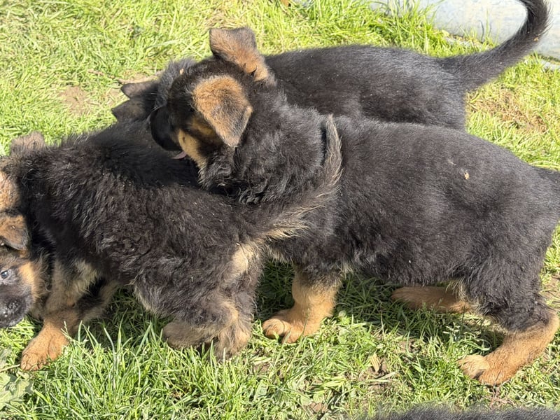 Schåferhundwelpen