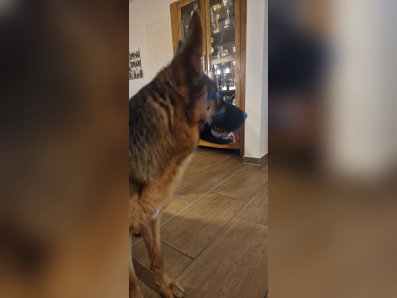 12 Monate alte Schäferhundhündin