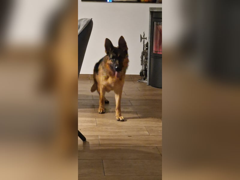 12 Monate alte Schäferhundhündin