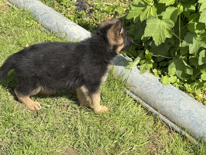 Schåferhundwelpen