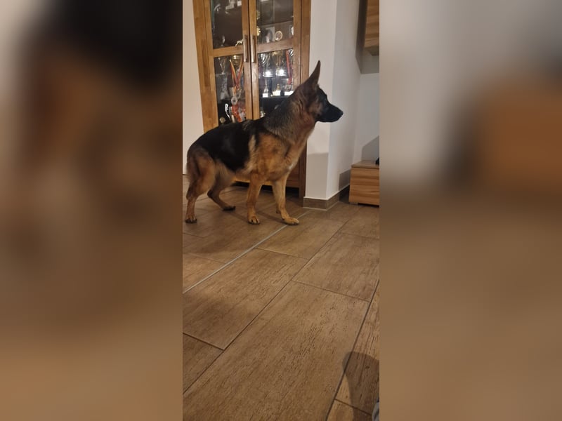 12 Monate alte Schäferhundhündin