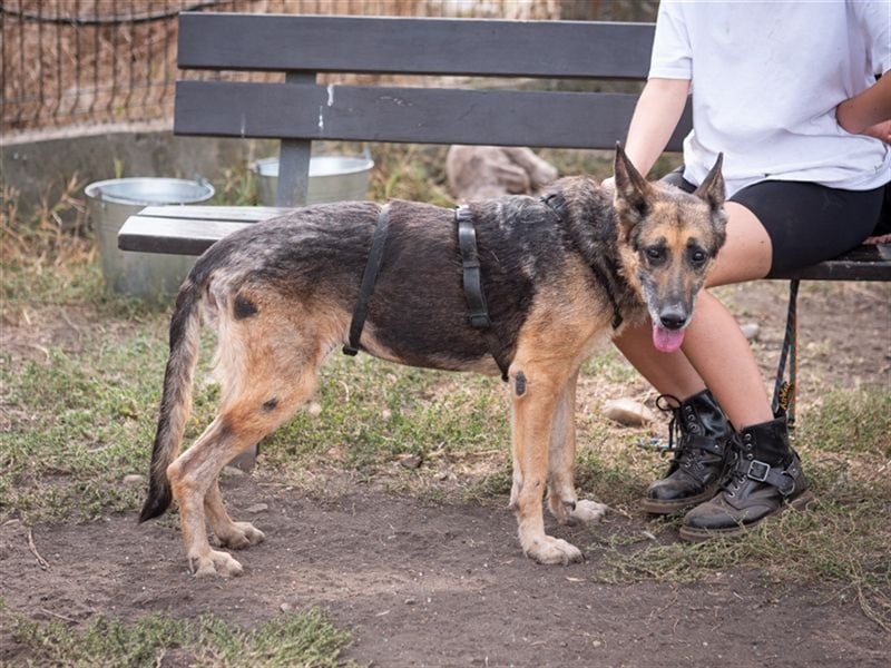 Gaia - treue und loyale Schäferhündin