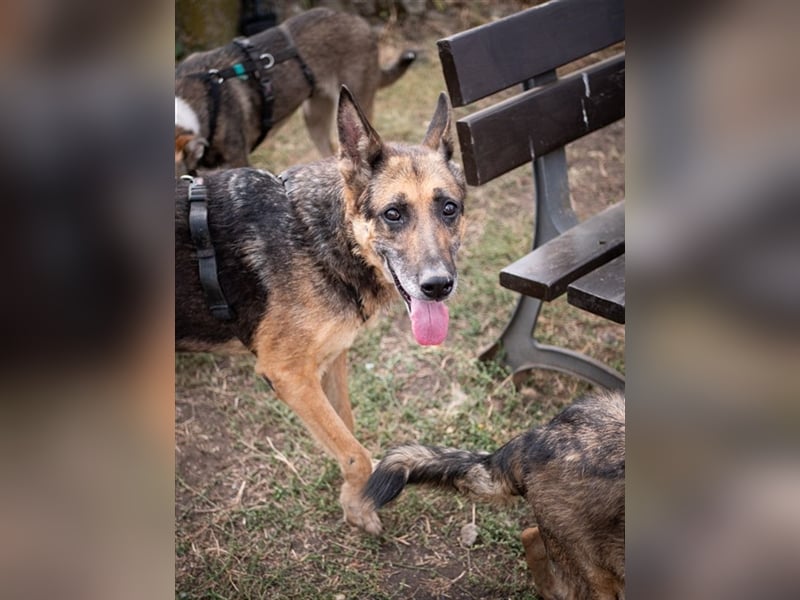 Gaia - treue und loyale Schäferhündin