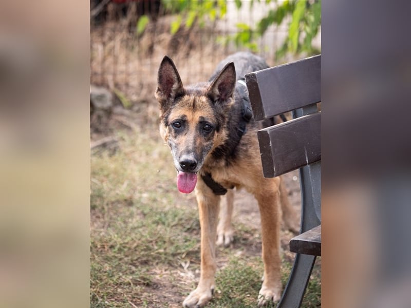 Gaia - treue und loyale Schäferhündin