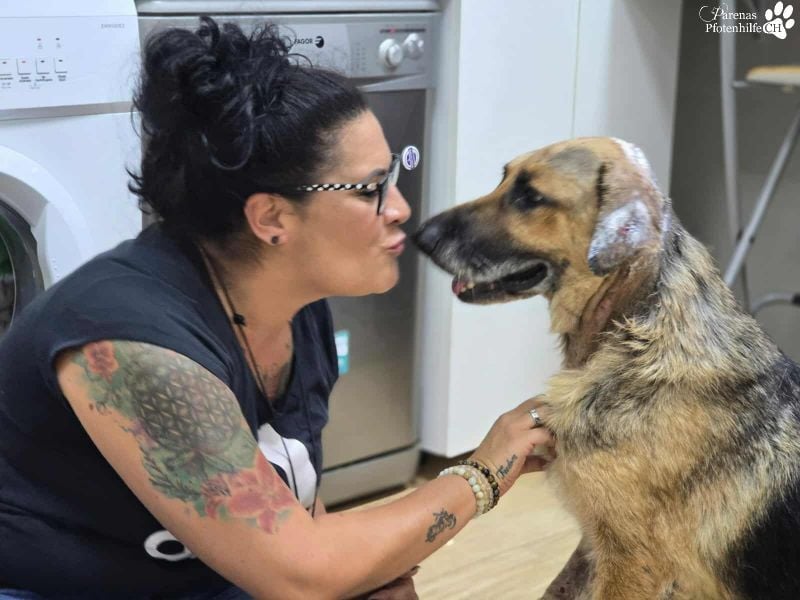 Isa ist eine lebensfrohe Schäferhündin mit einer berührenden Geschichte