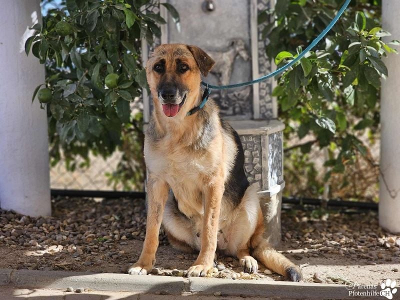 Isa ist eine lebensfrohe Schäferhündin mit einer berührenden Geschichte