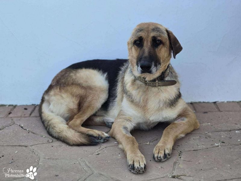 Isa ist eine lebensfrohe Schäferhündin mit einer berührenden Geschichte