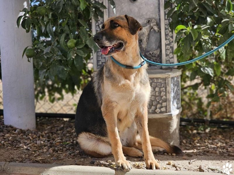 Isa ist eine lebensfrohe Schäferhündin mit einer berührenden Geschichte