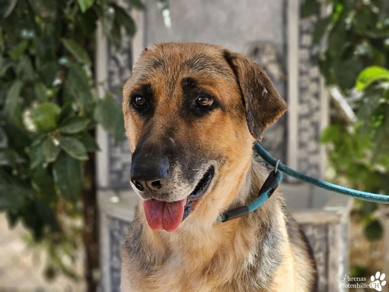 Isa ist eine lebensfrohe Schäferhündin mit einer berührenden Geschichte