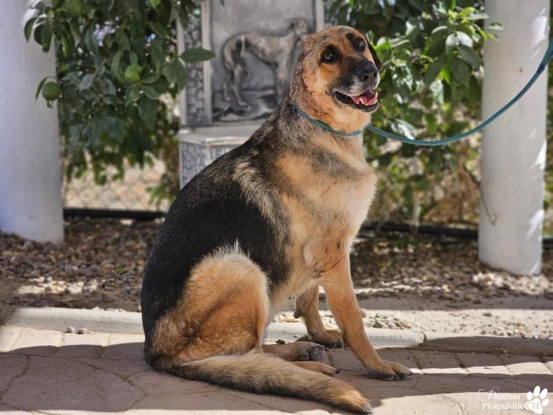 Isa ist eine lebensfrohe Schäferhündin mit einer berührenden Geschichte