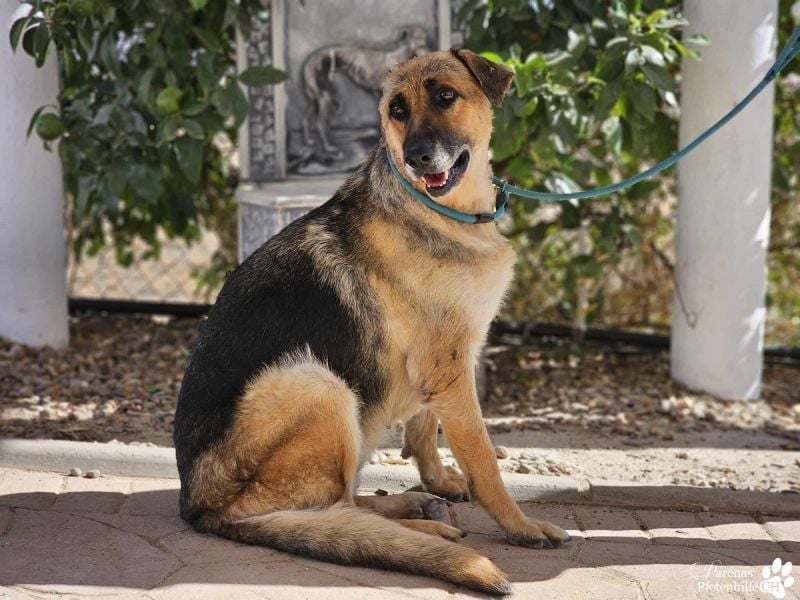 Isa ist eine lebensfrohe Schäferhündin mit einer berührenden Geschichte