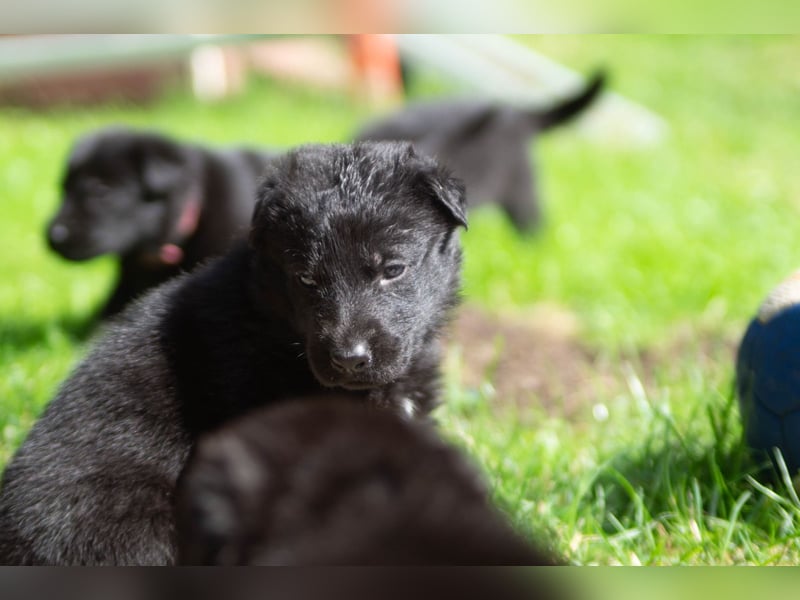 Schäferhundwelpen