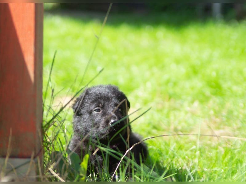 Schäferhundwelpen