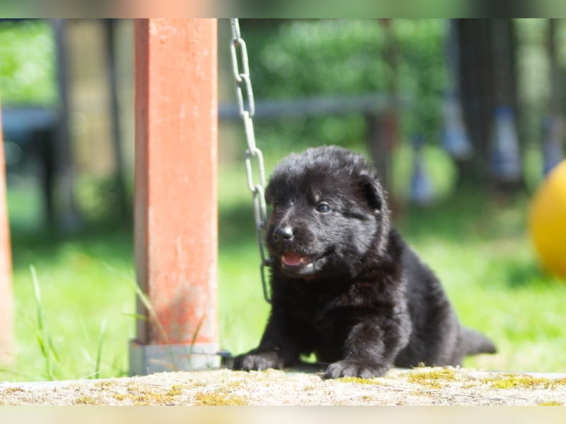 Schäferhundwelpen