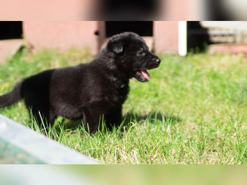 Schäferhundwelpen