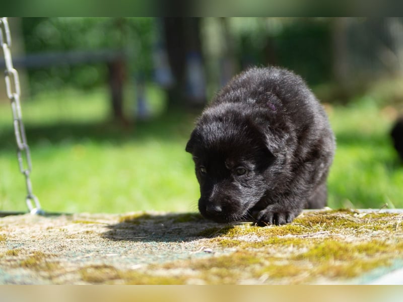Schäferhundwelpen