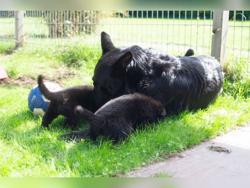 Schäferhundwelpen