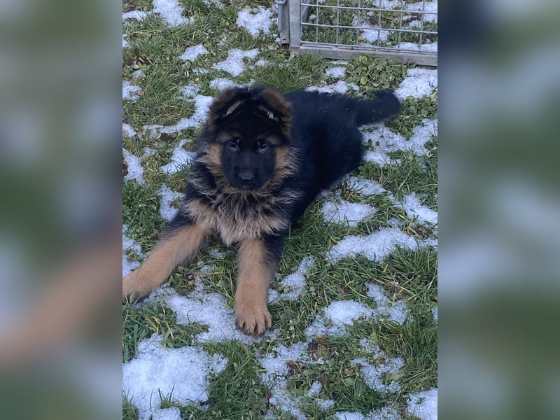Schäferhundewelpen 4 Rüden
