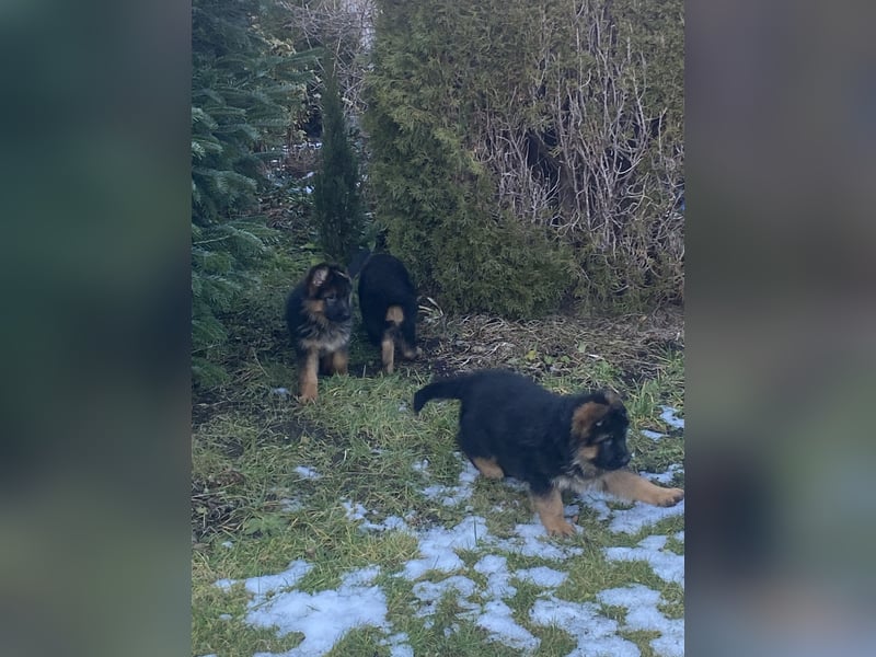 Schäferhundewelpen 4 Rüden