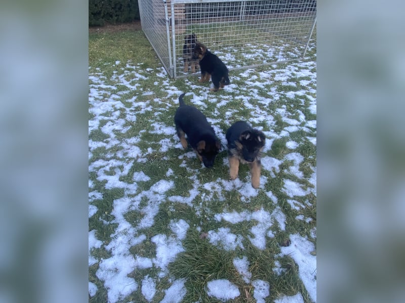 Schäferhundewelpen 4 Rüden