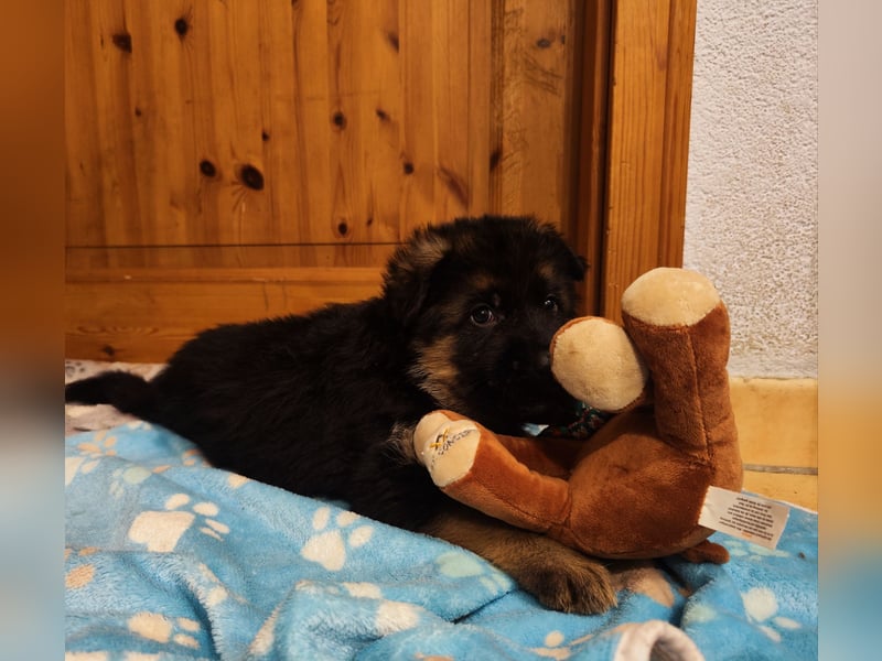 Deutsche Schäferhundwelpen mit SV/VDH Papieren
