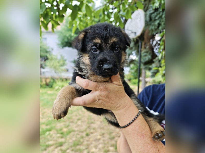 Deutsche Schäferhundwelpen mit SV/VDH Papieren