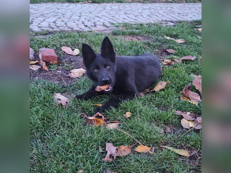 Deutscher Schäferhund Hündin