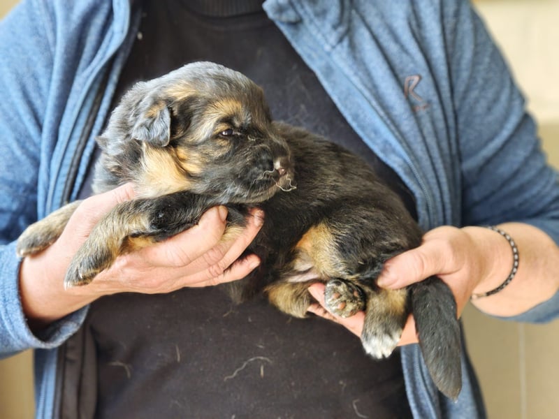 Deutsche Schäferhundwelpen mit SV/VDH Papieren