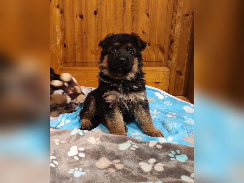 Deutsche Schäferhundwelpen mit SV/VDH Papieren