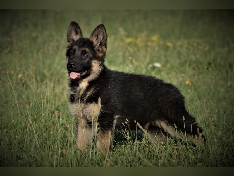 Wurfankündigung Deutsche Schäferhunde