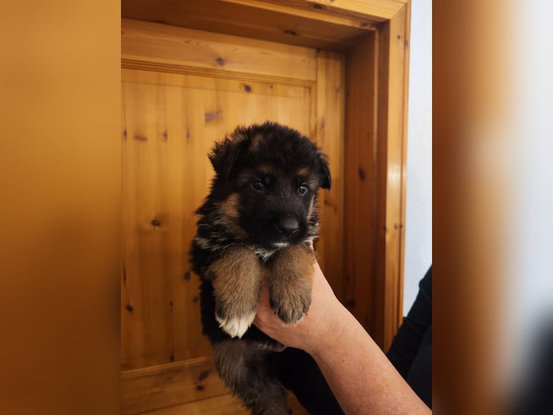 Deutsche Schäferhundwelpen mit SV/VDH Papieren