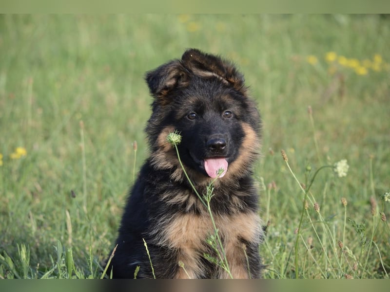Wurfankündigung Deutsche Schäferhunde