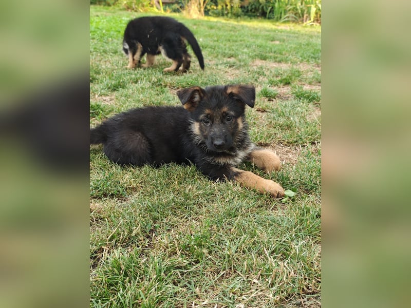Deutsche Schäferhundwelpen mit SV/VDH Papieren