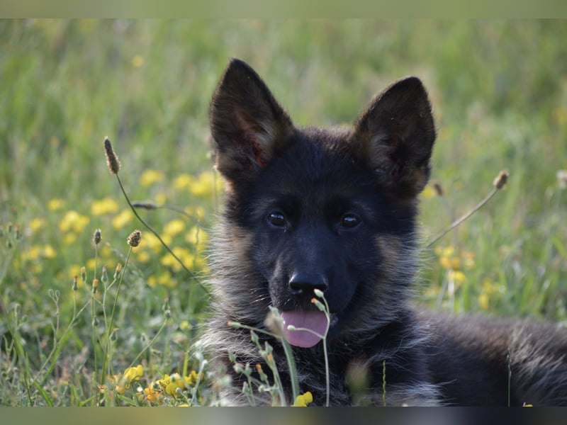 Wurfankündigung Deutsche Schäferhunde
