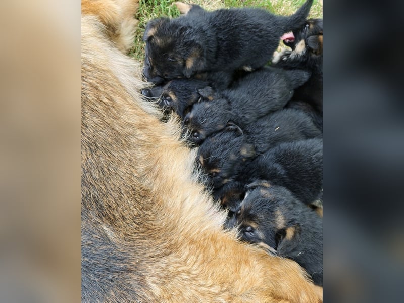 Deutsche Schäferhundwelpen mit SV/VDH Papieren