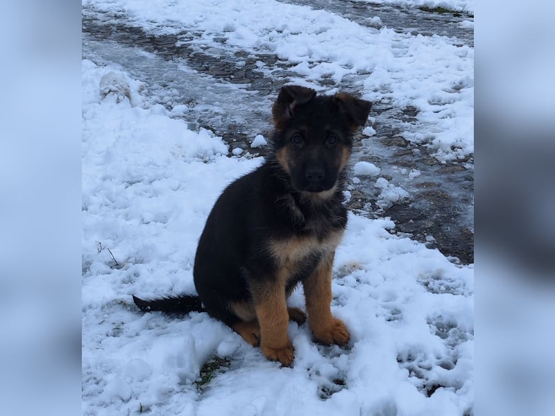 Deutsche Schäferhundwelpen mit SV/VDH Papieren