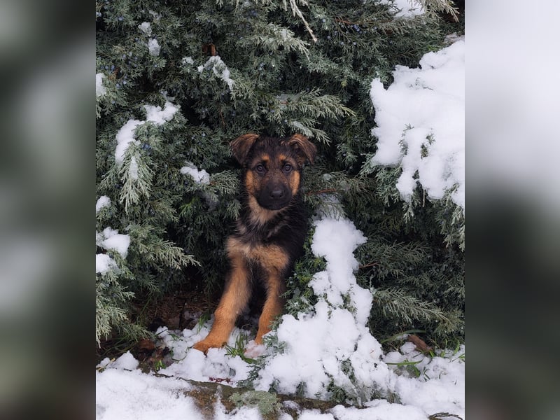 Deutsche Schäferhundwelpen mit SV/VDH Papieren