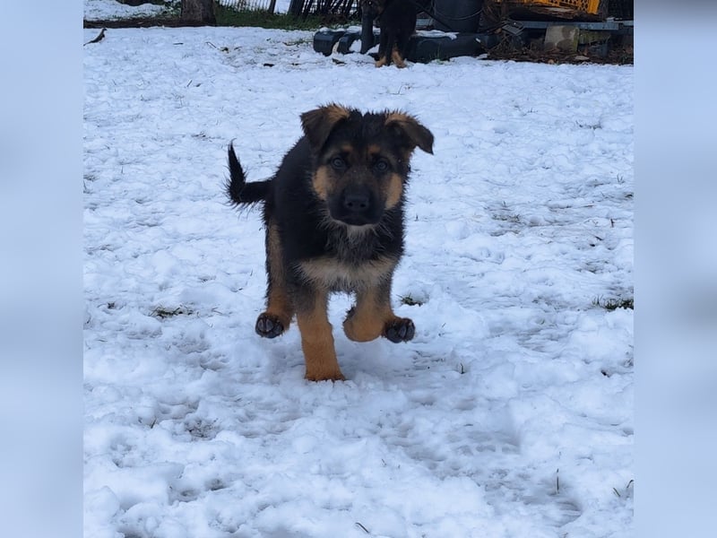 Deutsche Schäferhundwelpen mit SV/VDH Papieren