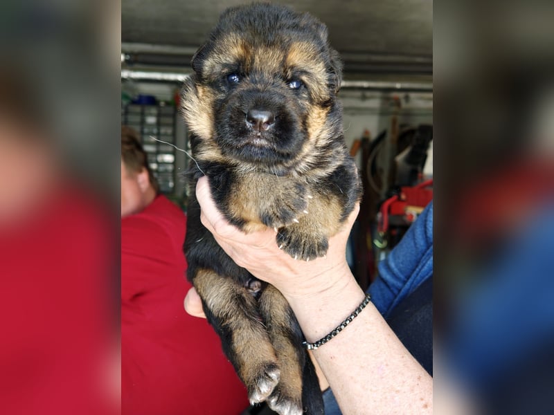 Deutsche Schäferhundwelpen mit SV/VDH Papieren