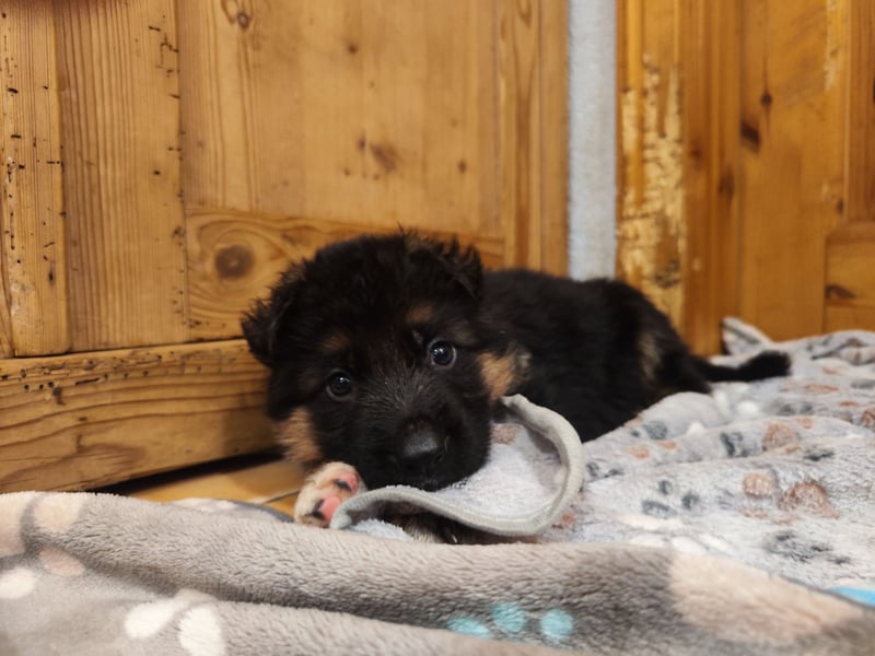 Deutsche Schäferhundwelpen mit SV/VDH Papieren