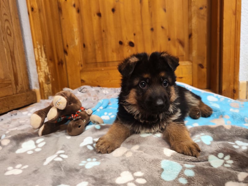 Deutsche Schäferhundwelpen mit SV/VDH Papieren