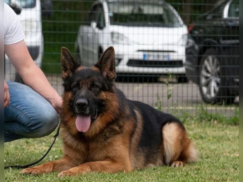 Deutsche Schäferhundwelpen mit SV/VDH Papieren