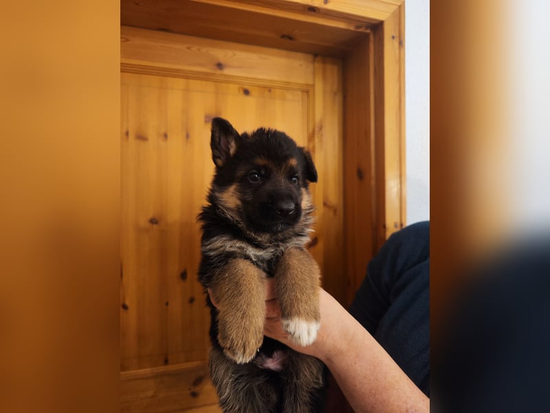 Deutsche Schäferhundwelpen mit SV/VDH Papieren