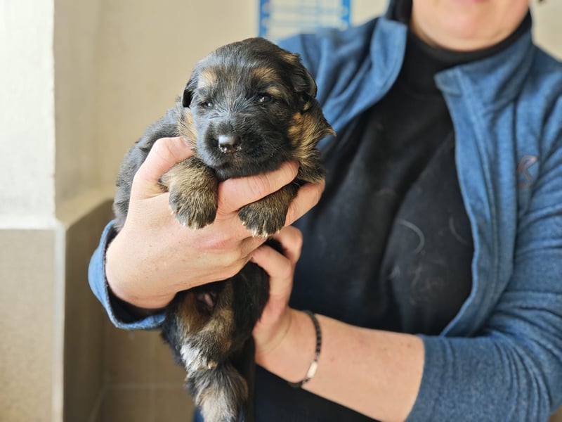 Deutsche Schäferhundwelpen mit SV/VDH Papieren