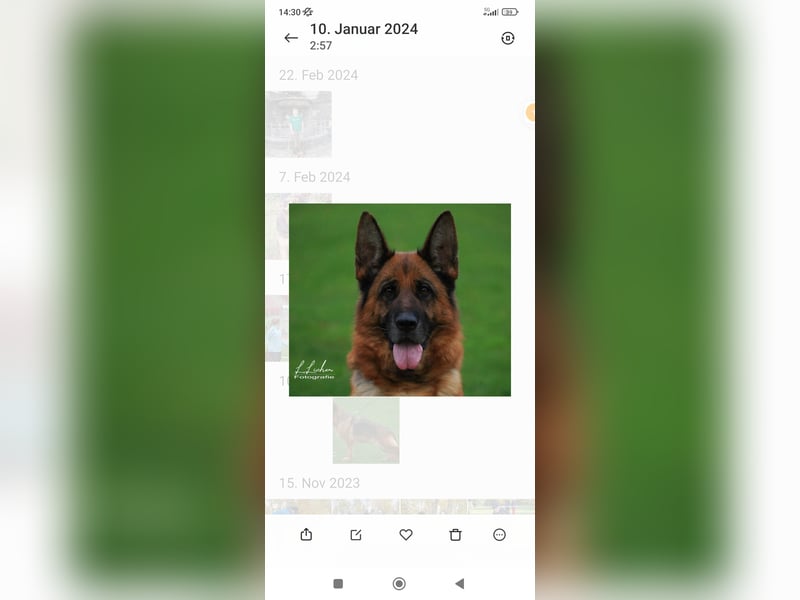 Deutsche Schäferhundwelpen mit SV/VDH Papieren