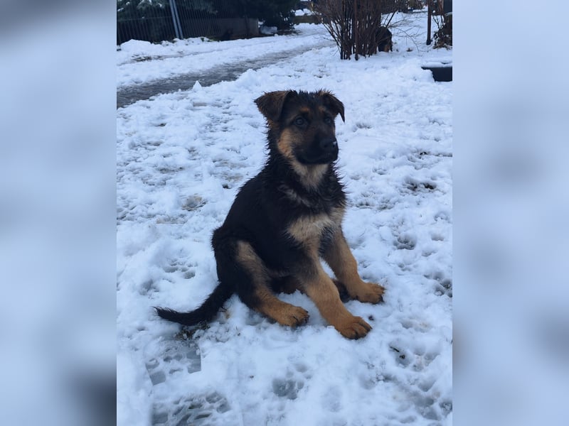 Deutsche Schäferhundwelpen mit SV/VDH Papieren