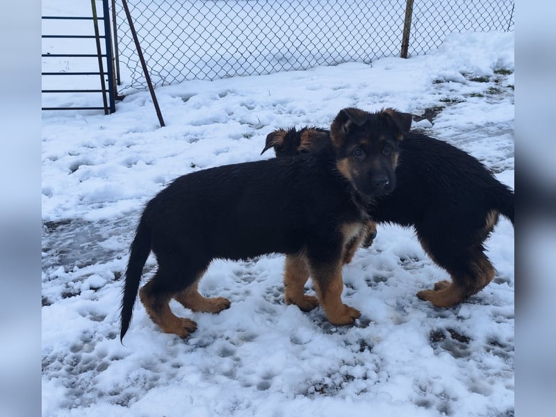 Deutsche Schäferhundwelpen mit SV/VDH Papieren