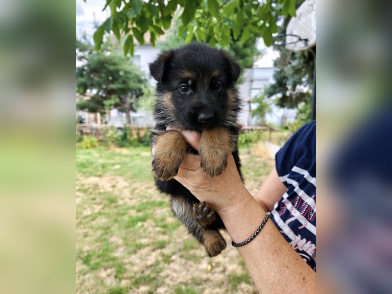 Deutsche Schäferhundwelpen mit SV/VDH Papieren