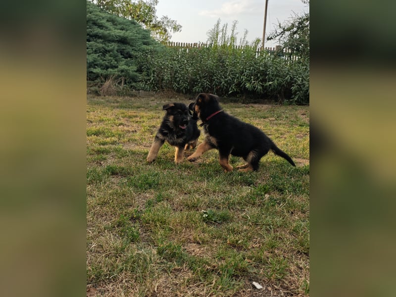 Deutsche Schäferhundwelpen mit SV/VDH Papieren